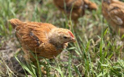 Chickens, Guts & Soil: The Story of How We Became Backyard Chicken Farmers