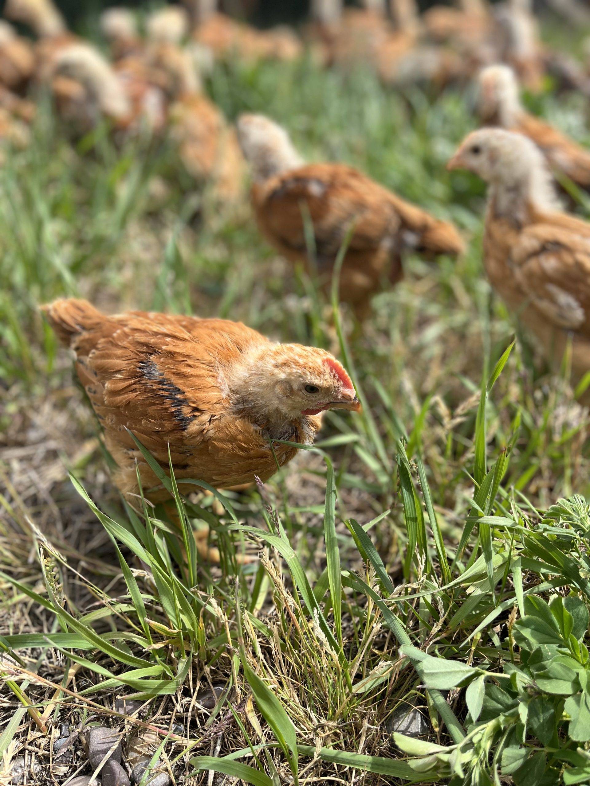 Chickens, Guts & Soil The Story of How We Became Backyard Chicken Farmers Real Food Foundations